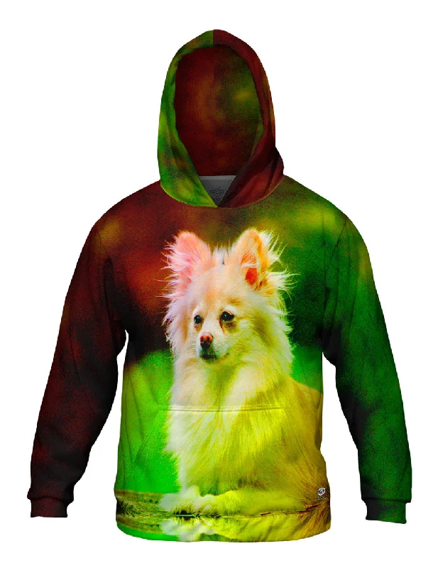 Price Cut Pomeranian Puppy