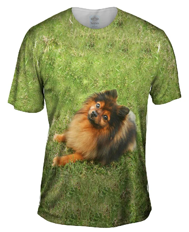 Weekend Discounts to Indulge In Obedient Pomeranian