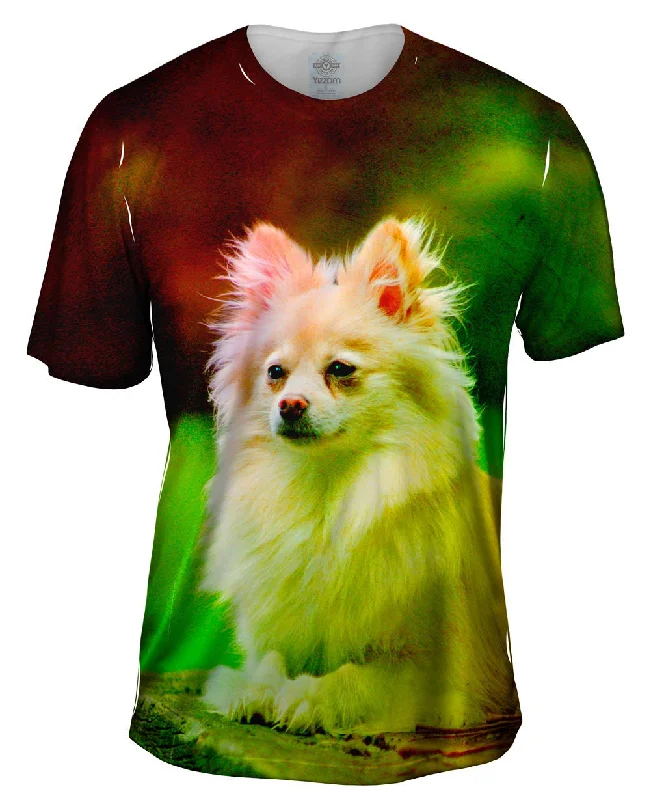 Weekend Savings Bonanza Pomeranian Puppy