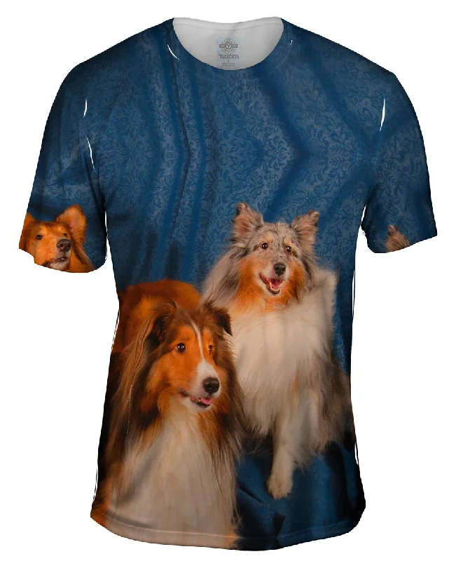 Stock Clearance Portrait Collies