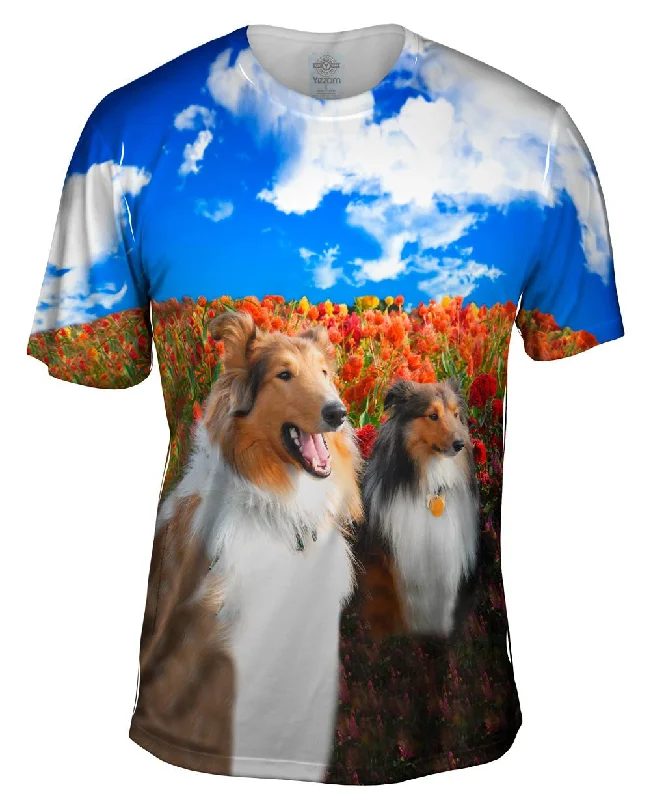 One-Day Only Shelties Among Tulips