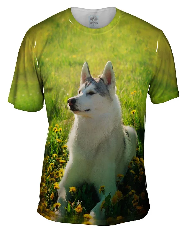 Midnight Sale Siberian Husky Fields